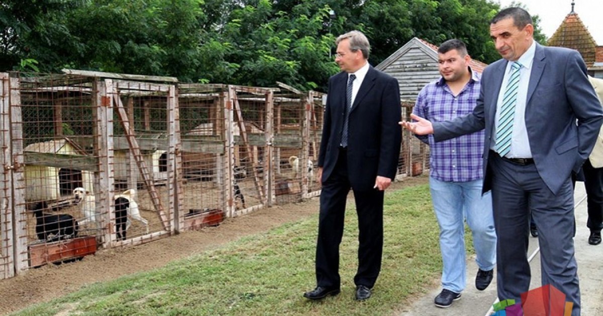 koliko je pasa ponovno udomljeno