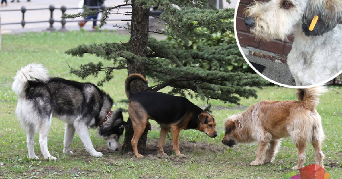 znaju li psi tko su im roditelji