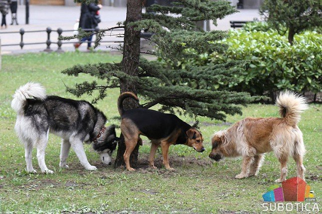 Stanovnike Teslinog Naselja Muce Psi Lutalice Zoohigijena Intervenisala 77 Puta Vesti 29 01 2021 Subotica Com