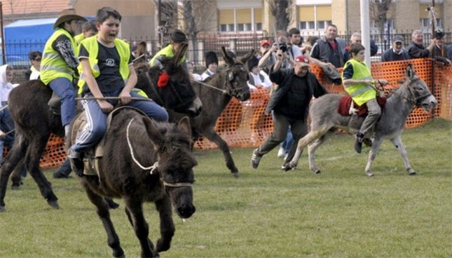 Jubilarna, 40. "Trka magaraca" u nedelju u Bačkim Vinogradima