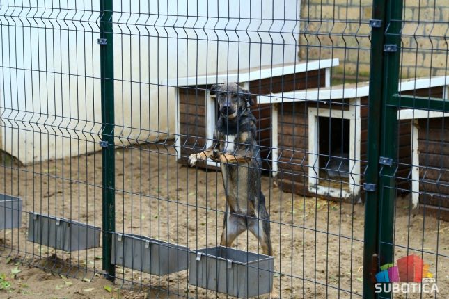 U prihvatilištu za pse zimsko vreme dočekuju 274 psa i četiri mačke