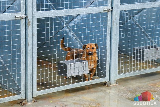 U prihvatilištu za pse zimsko vreme dočekuju 274 psa i četiri mačke