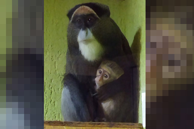 Zoo vrt bogatiji za mladunče bivola, nedavno rođeni i ženka alpake i mladunče de braza majmuna