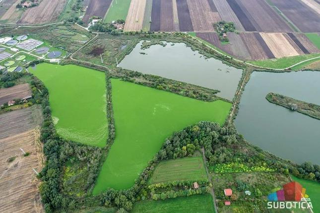 Palićko jezero uspešno očišćeno od vodene salate