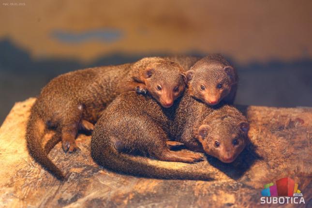 Zoološki vrt tokom prošle godine zabeležio više od 168 hiljada poseta