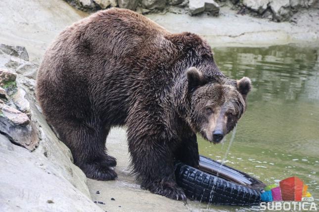 Zima u zoo-vrtu: kako životinje provode zimske dane?