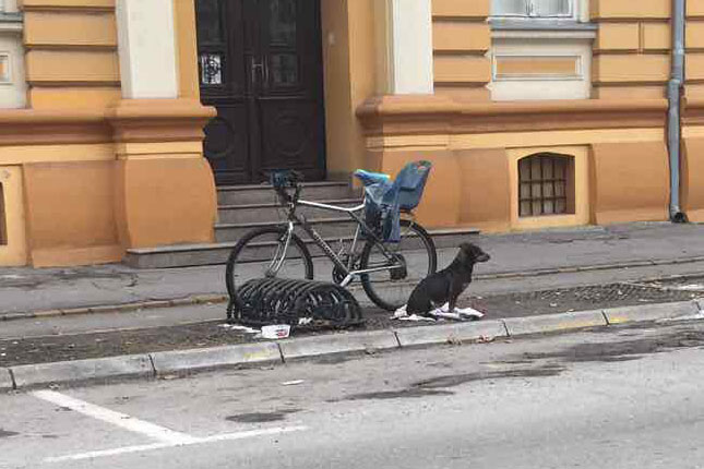 Subotički "Hačiko" našao gazdu