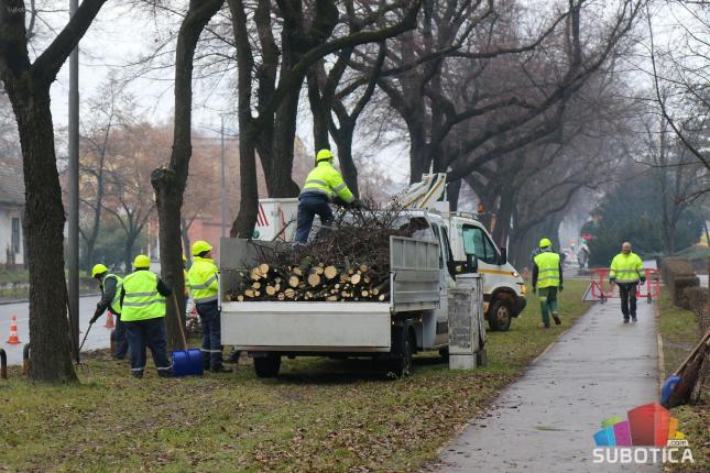 U toku zimsko orezivanje drveća, neophodno strpljenje učesnika u saobraćaju